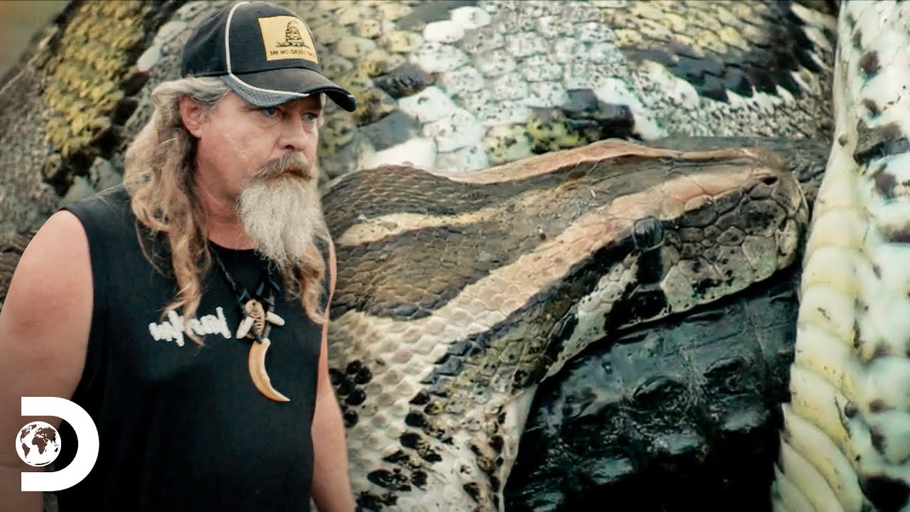 O que torna uma cobra p&iacute;ton birmanesa t&atilde;o letal? | Ca&ccedil;adores de P&iacute;tons | Discovery Brasil