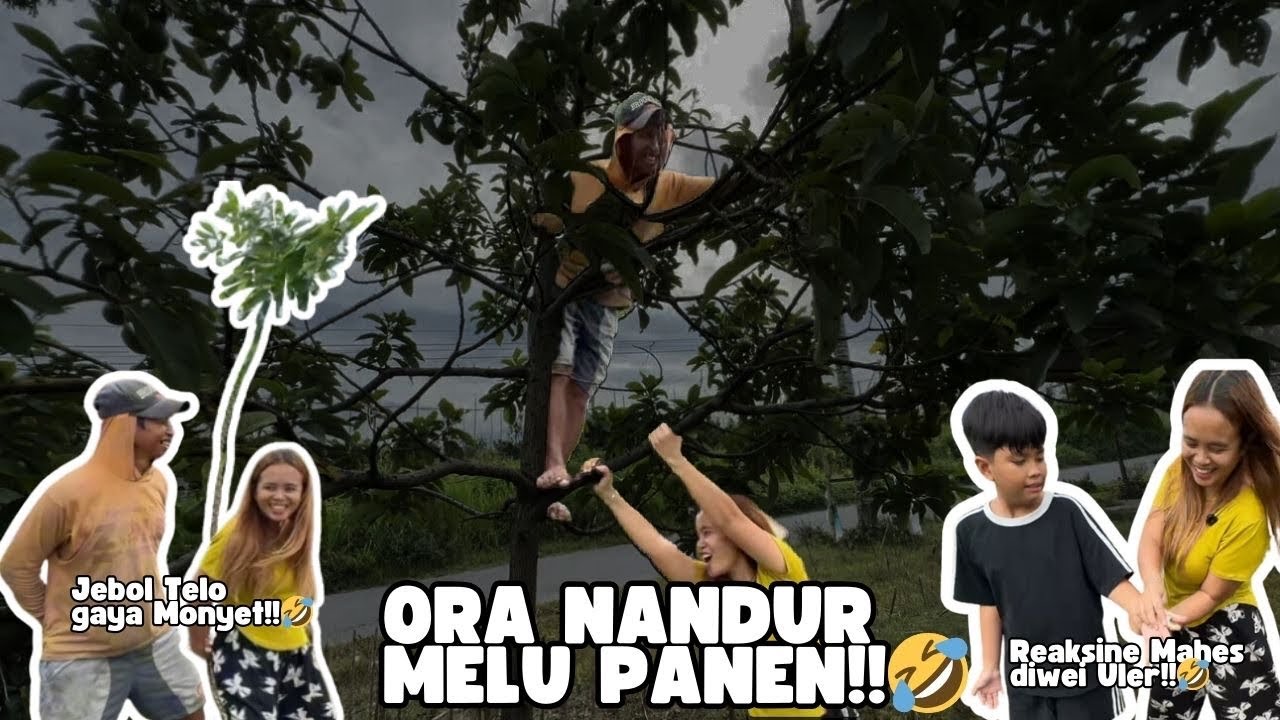MAMPIR MBAON PANEN ALPUKAT KARO TELO😁‼️