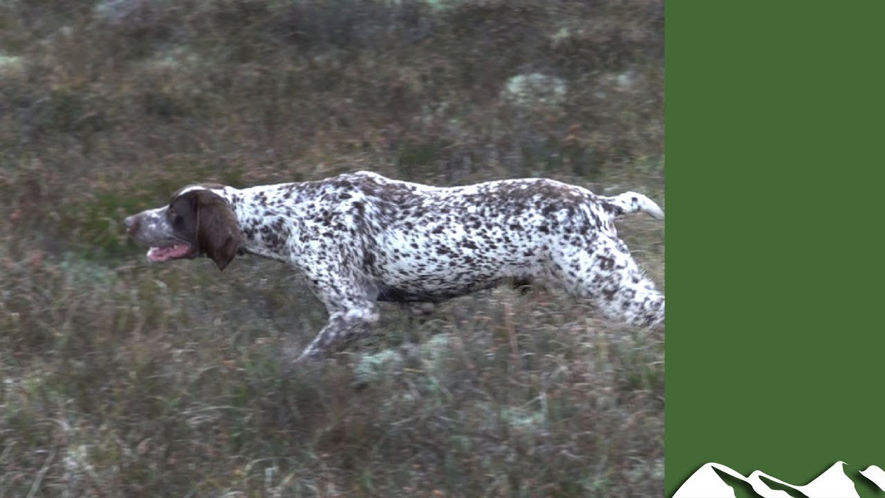 Irish Snipe Shooting