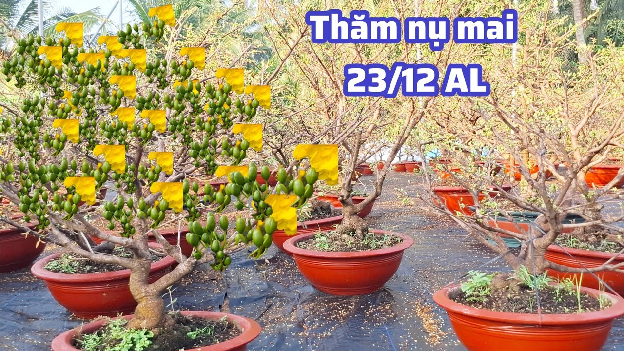 10/02/2026💥 23/12/ AL 2025 thăm kiểm tra nụ Mai vàng, thủ đức siêu bông bình lợi 