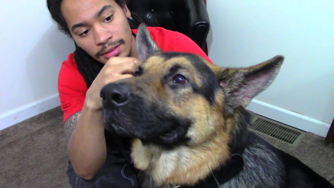 Cleaning My German Shepherd Dog's Ears | How to