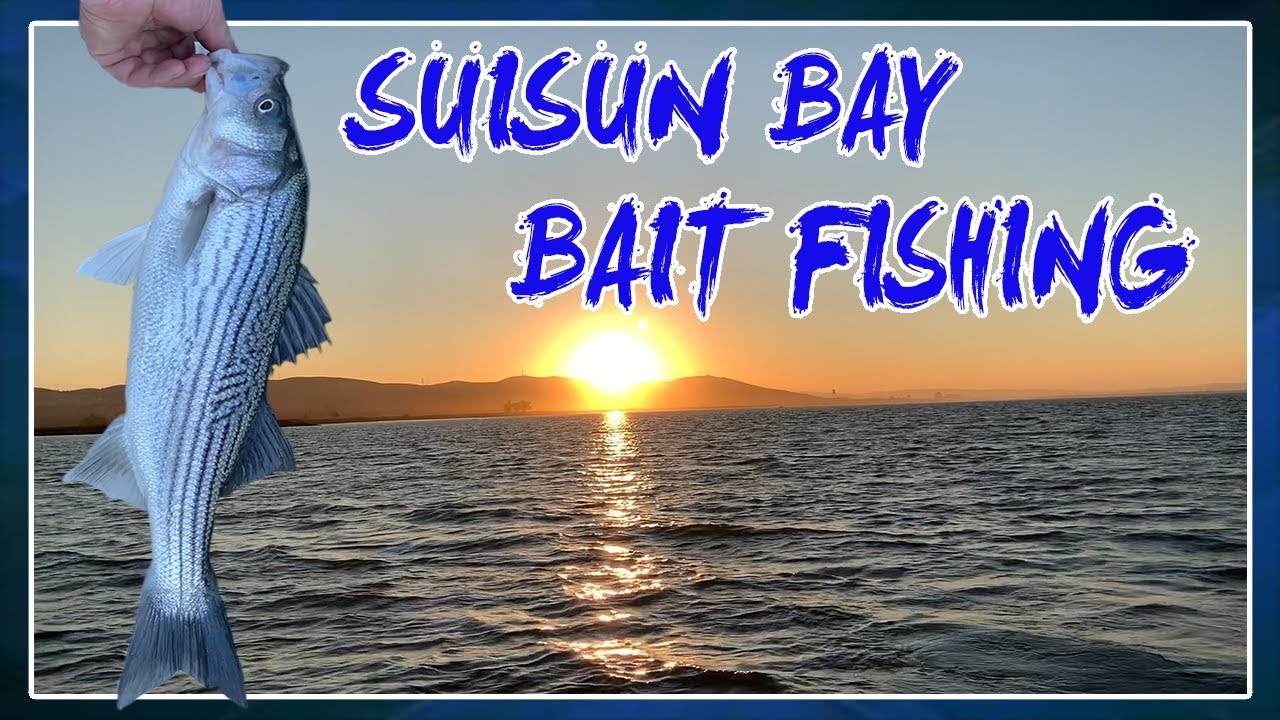 STURGEON AND STRIPER | BAIT FISHING | SUISUN BAY