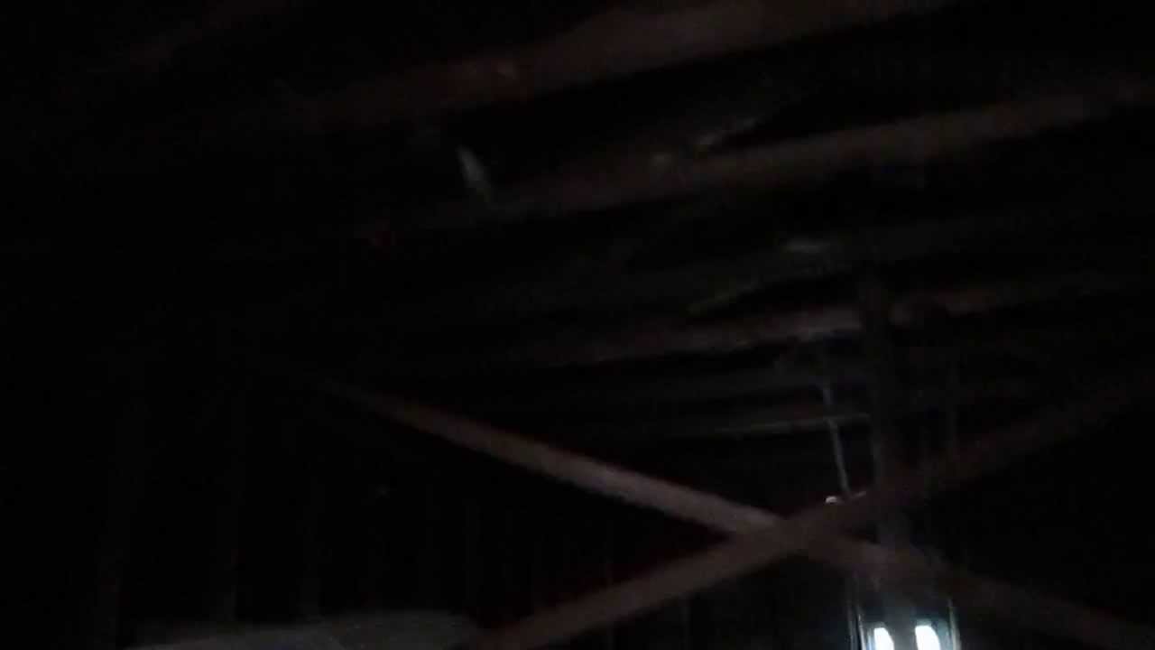 Colony of Big Brown Bats!  New Jersey Bat Removal Service