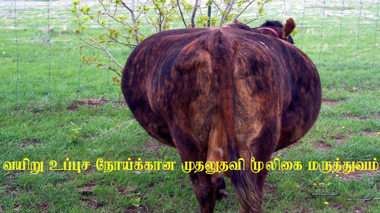 வயிறு உப்புச நோய்க்கான முதலுதவி மூலிகை மருத்துவம் / Herbal Medicine for Bloat in  Cattle