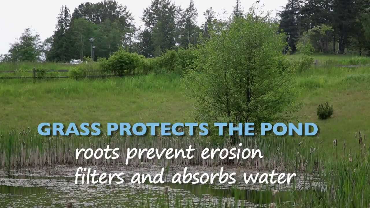 Stormwater Pond - Inspection and Maintenance