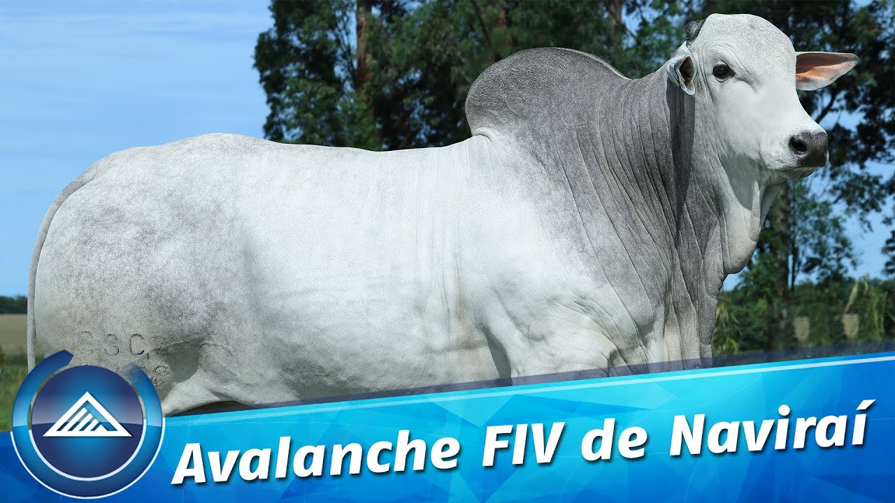 Avalanche FIV de Naviraí