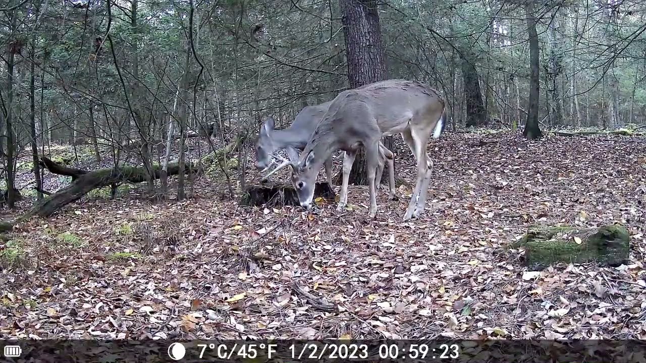 DEER