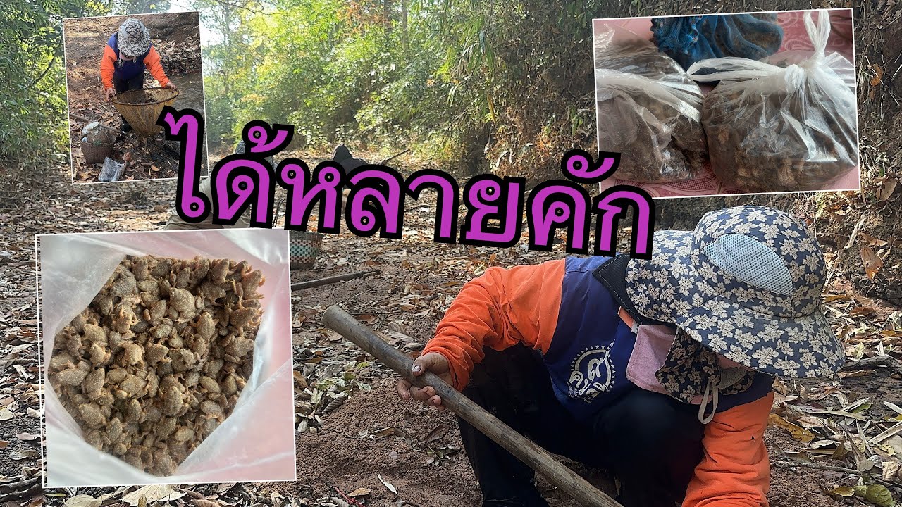 ขวัดเขียดทราย ได้หลายคัก