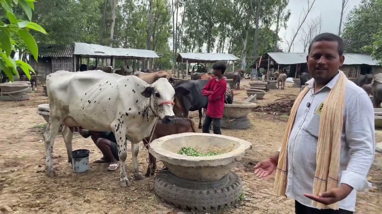 20 लीटर दूध वाली गाय  | बिहार का सबसे सस्ता पशु मंडी मानसी खगड़िया