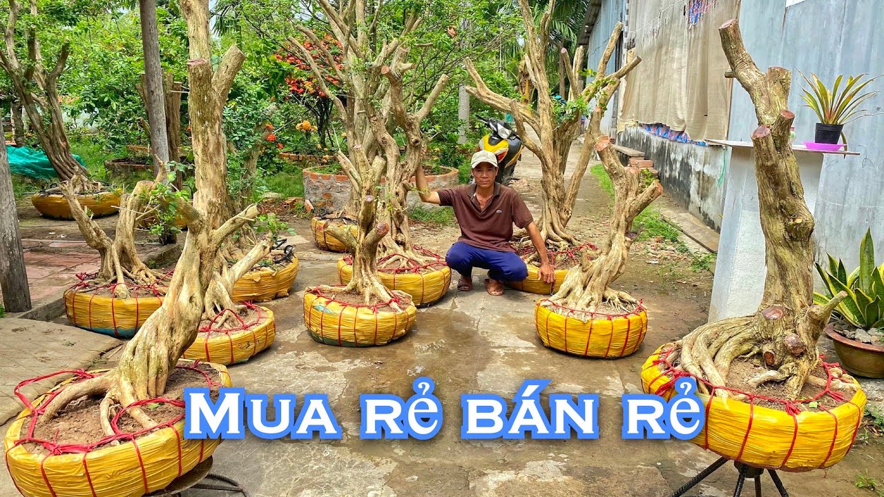 Nguyệt Quế thân xoắn dáng đẹp giao lưu 12/3 ☎️O964-752O9O nhà vườn Tèo Em