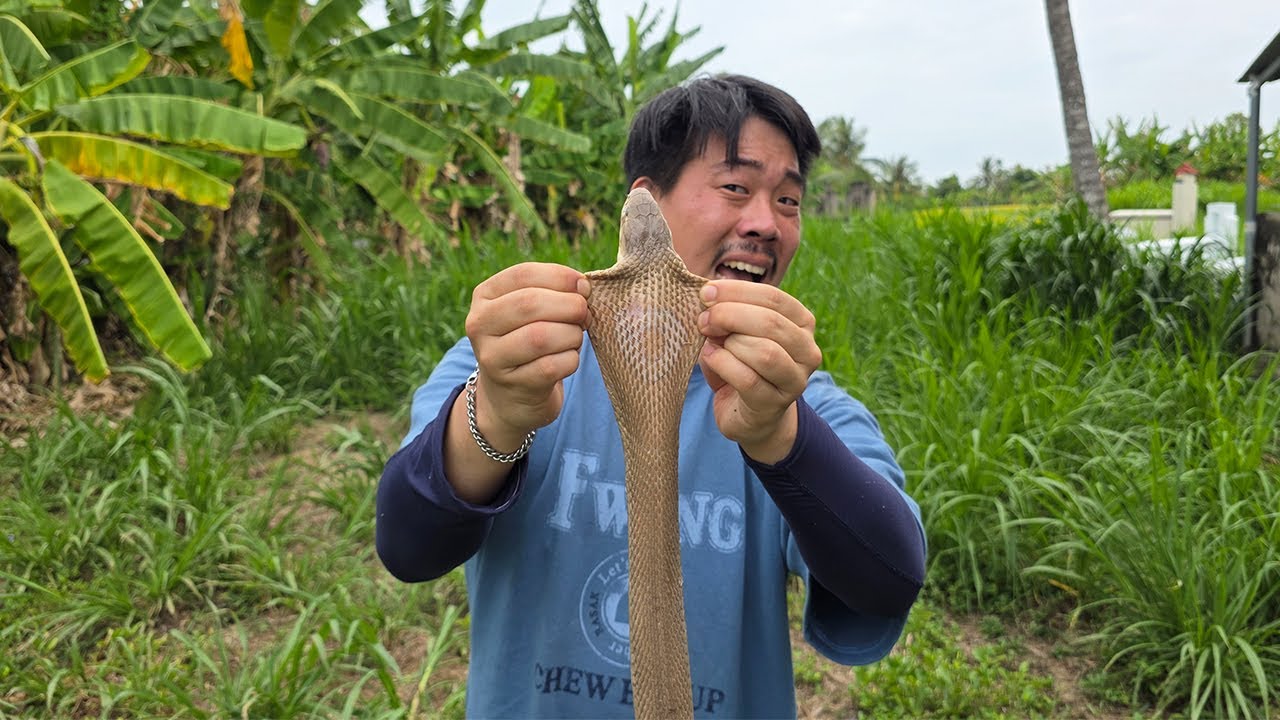 코브라를 잡아서 먹어보자!
