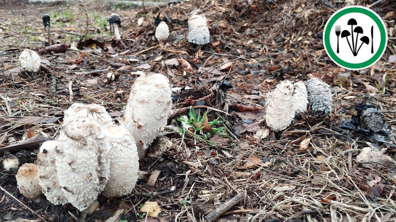 Czernidłak kołpakowaty (Coprinus comatus) pr&oacute;ba szczepienia na działce rod.