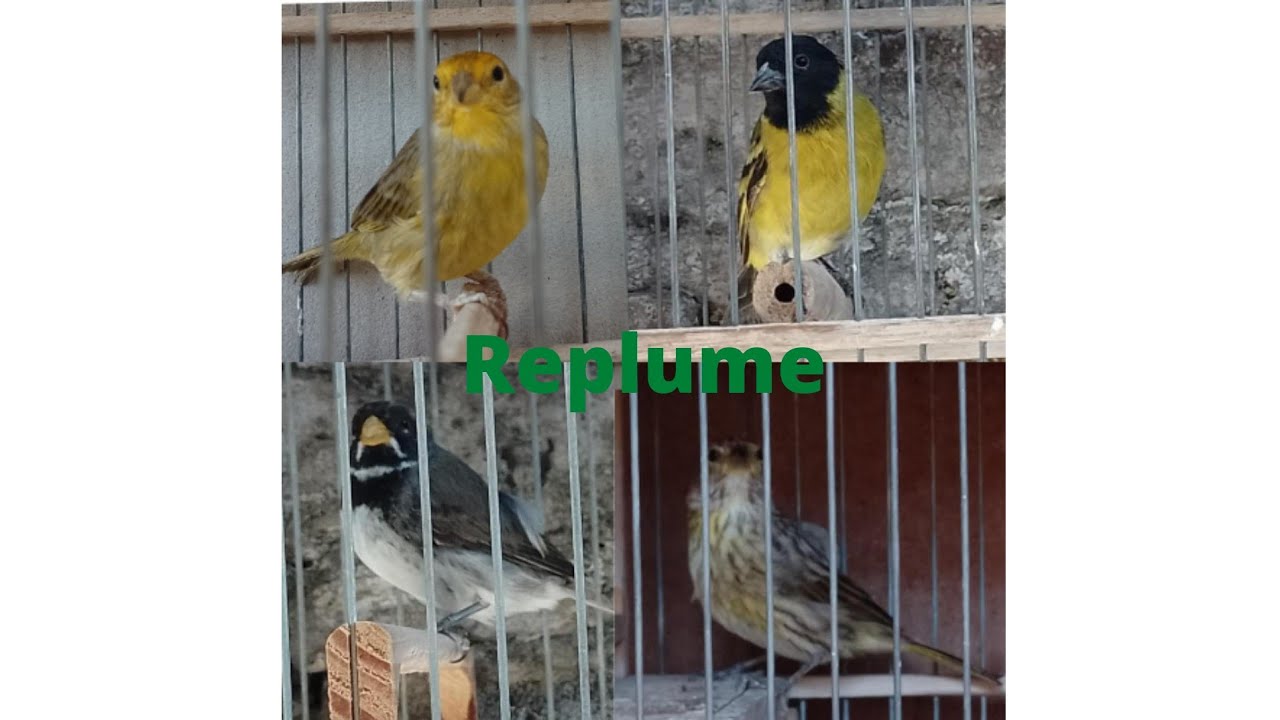 replume o muda en los pájaros.. ¿que hacer?🤔