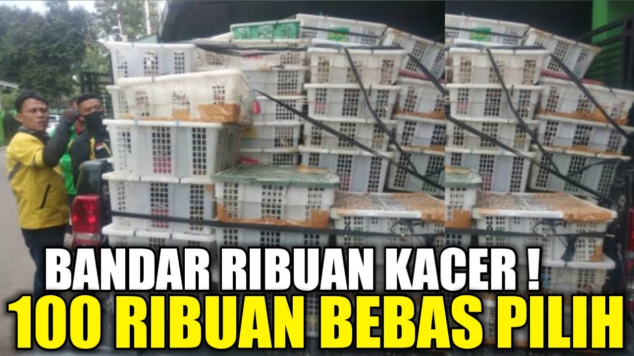 MELIMPAH RUAH ! RIBUAN KACER DI AWAL TAHUN 2024, SEMUA DIJUAL MULAI 100 RIBUAN BEBAS PILIH