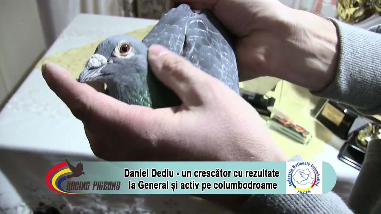 Daniel Dediu - un crescător cu rezultate la General și activ pe columbodroame