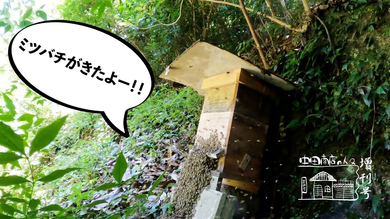 【増刊号】#128 ミツバチが来たよー！！