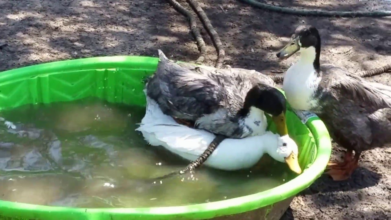 Ducks Mating Longer Version With Annotations