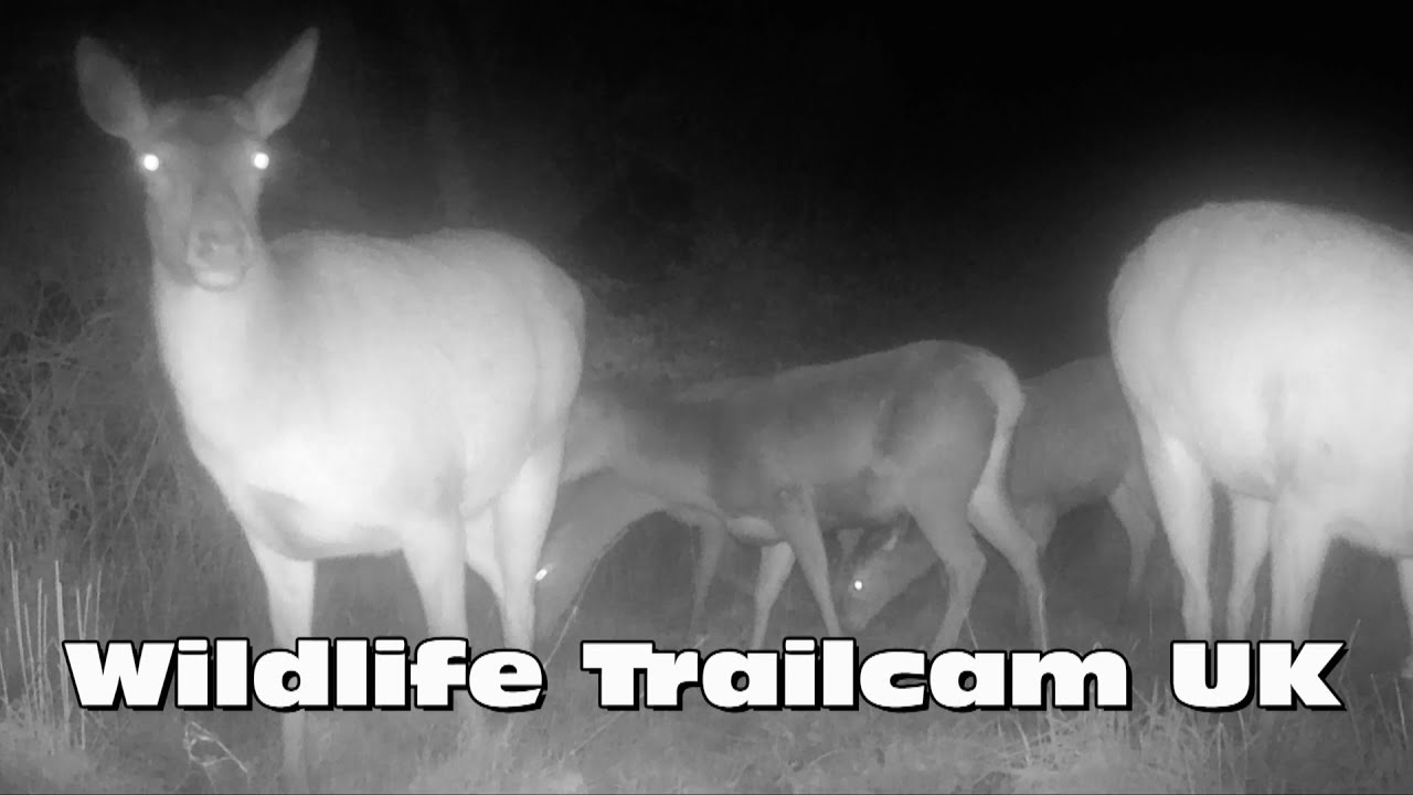 Herd of red deer! Trail camera Thursday