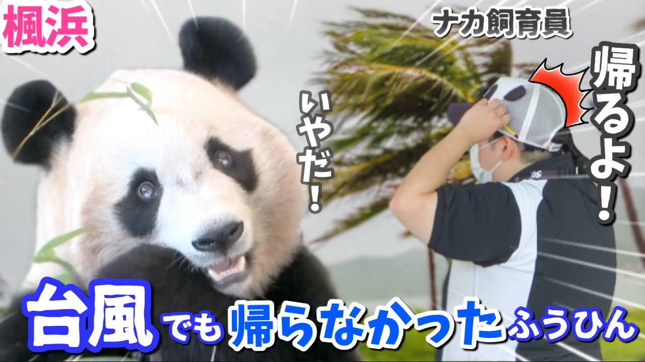 【パンダアイドル楓浜】ナカさんが呼んでも動かない🐼さすが浜家のぱんだは強い！