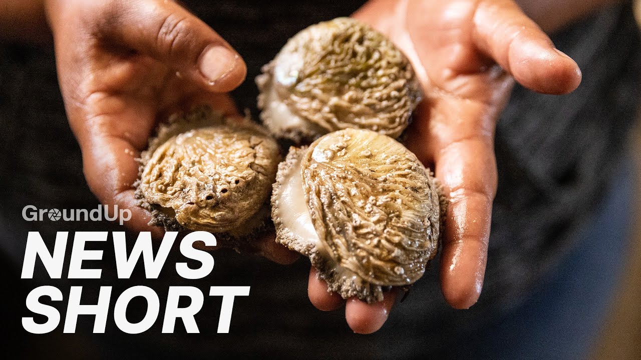 This abalone farm is starting to thrive