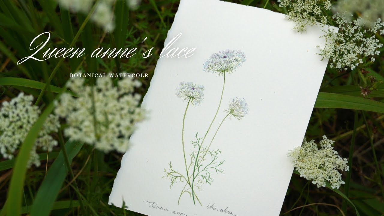 VLOG 4K Queen Anne's Lace_ Easy Botanical watercolor for beginners/ 레이스꽃 보타니컬 수채화_ 여름 들꽃 wild flower