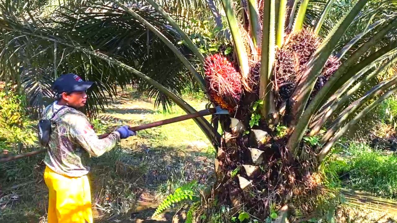 ENAK YANG MANA.?? PANEN SAWIT GONDRONG APA HABIS DI PRUNING