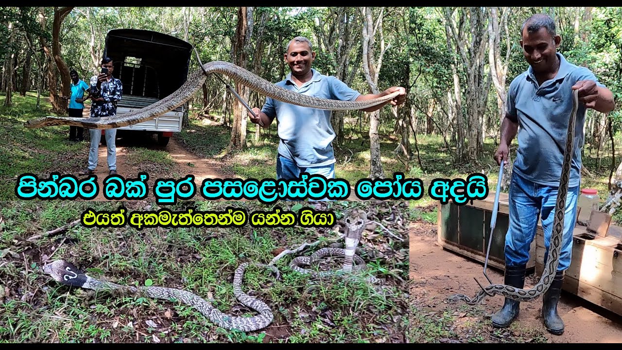 Snakes released on Buck Full Moon Poya Day