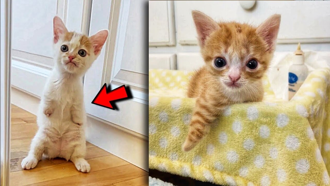 Woman take disabled kittens from a shelter and raised them into beautiful cats