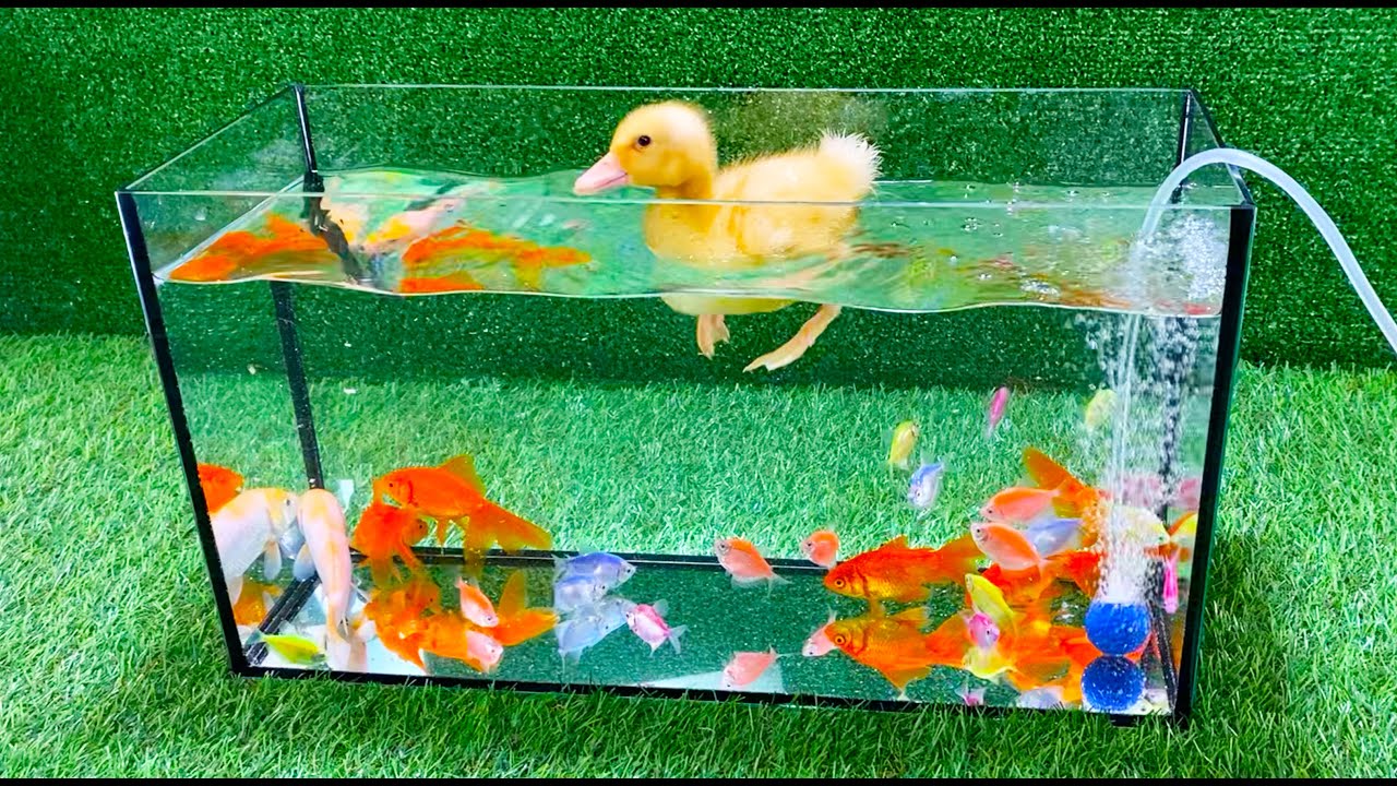 Amazing catch Colorful surprise eggs, crayfish, koi, angelfish, betta fish, goldfish, glofish tetra