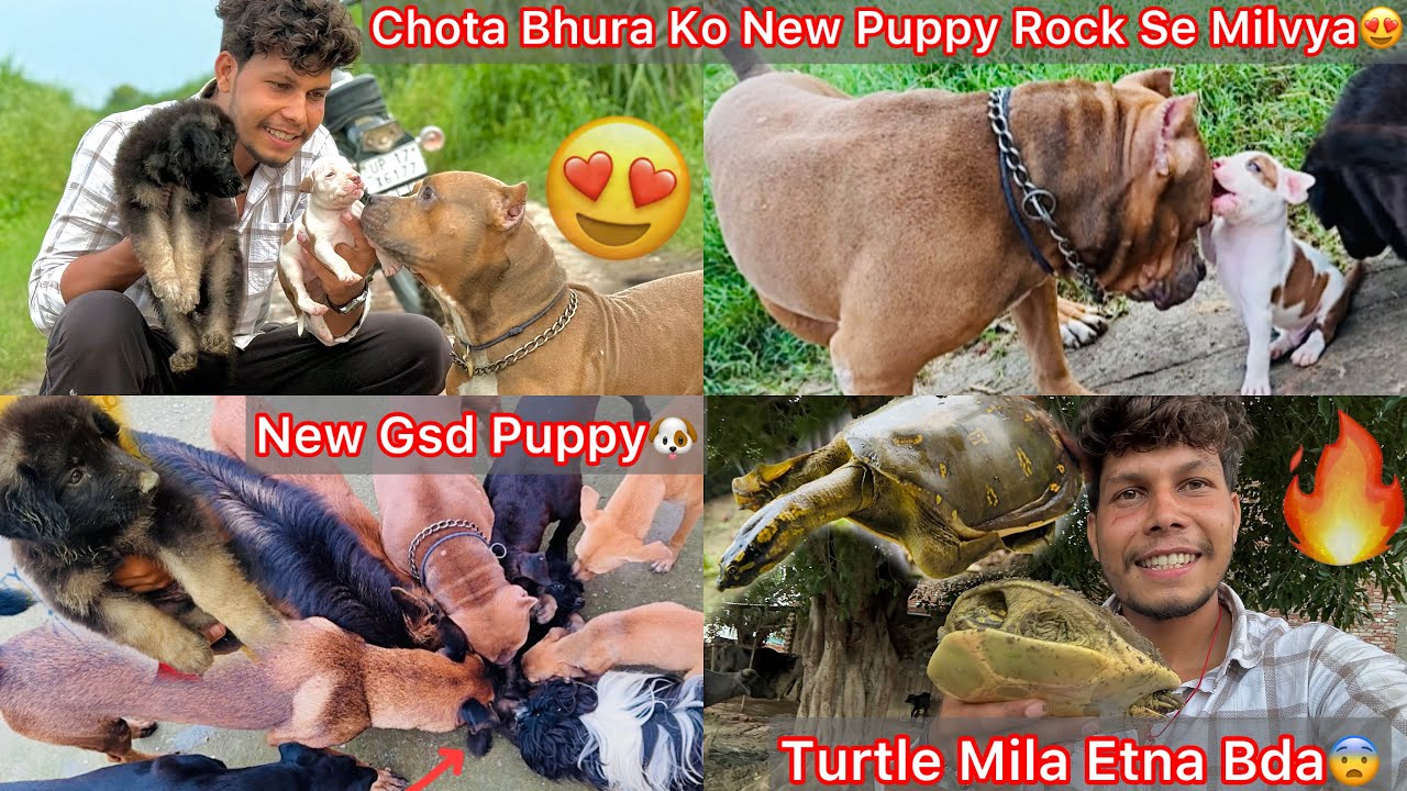 New Gsd Puppy Ghar Laye🐶Chota Bhura Se Milvaya😍|| Turtle Mila Etna Bda 🐢 Chota Bhura N Rock Ko Peeta