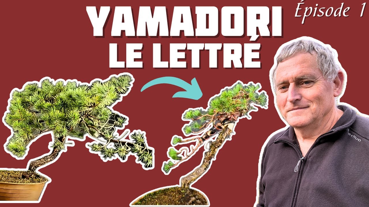 Comment faire une Taille Drastique sur un Pin ? LE LETTR&Eacute; - partie I - 🌱 NEJIKAN BONSAI 🌱