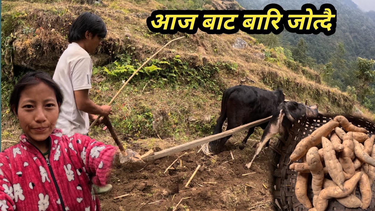 आज बाट बारि जोत्नु सुरु गरियो बर्खे कमाइ हाल्नुलाइ गाउले जिबनयापन@VillageLifeStyle40 @FamilyVlog11W 