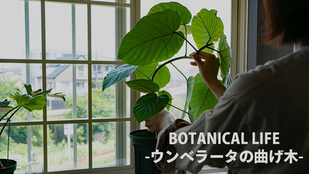 【観葉植物】ウンベラータの曲げ木（螺旋）に挑戦！自分好みの形にする方法や使う道具を紹介｜フィカス｜ゴムの木　#観葉植物 #観葉植物のある暮らし