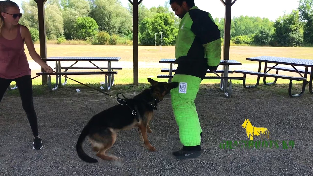 Oliver | First Leg Bite | Grassroots K9