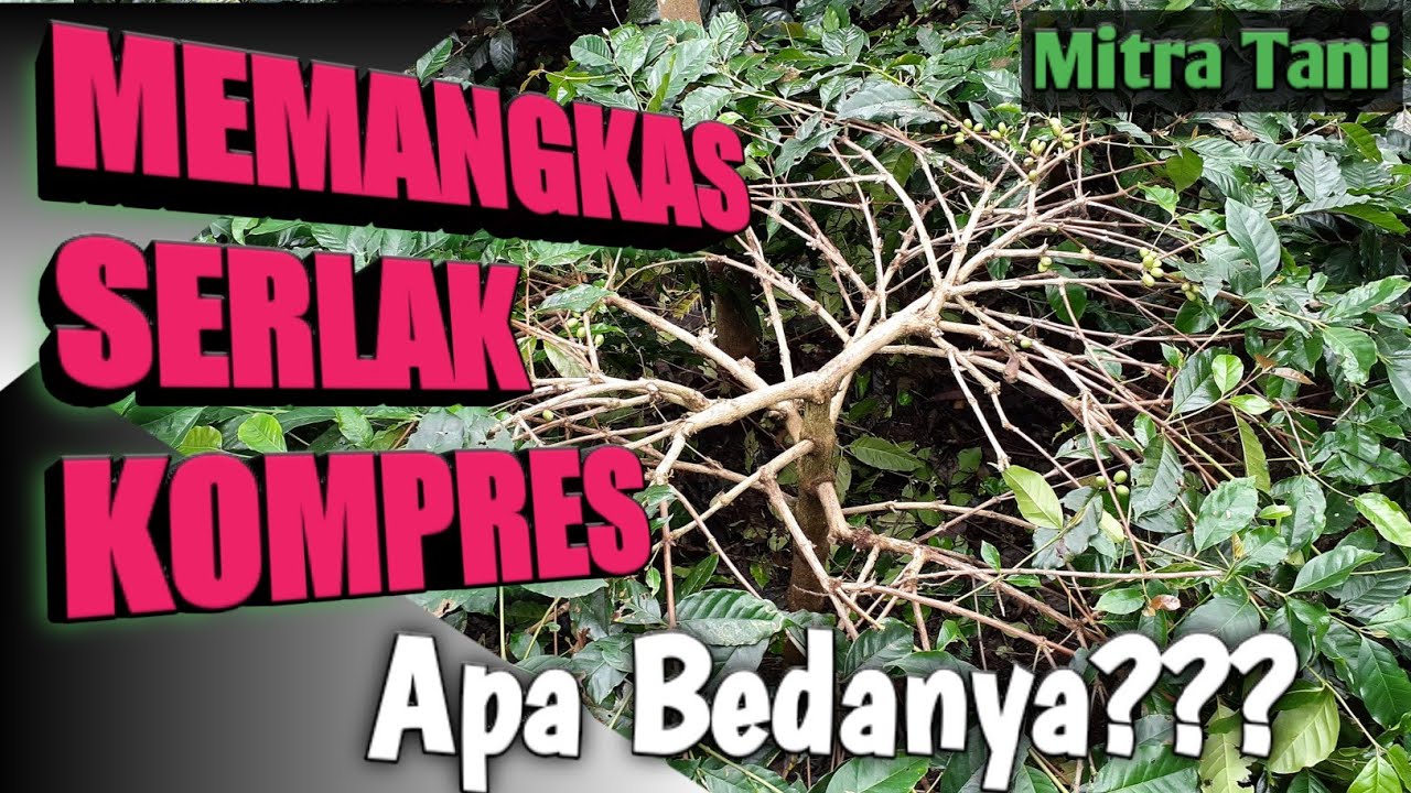 Cara Pemangkasan Kopi Arabika Gayo Tim-Tim- erwin_dianto