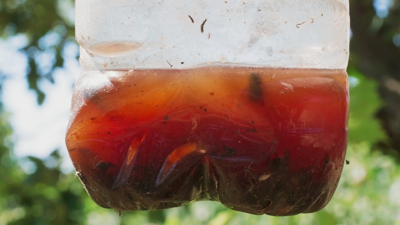 TRAPPOLA PER MOSCHE FAI DA TE | METODO NATURALE