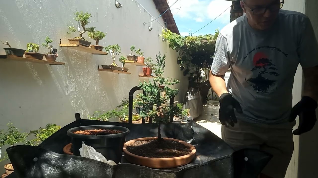 Bonsai tuia strickta video 2 ,juníperus chinenses, transplante, @wanderramos 