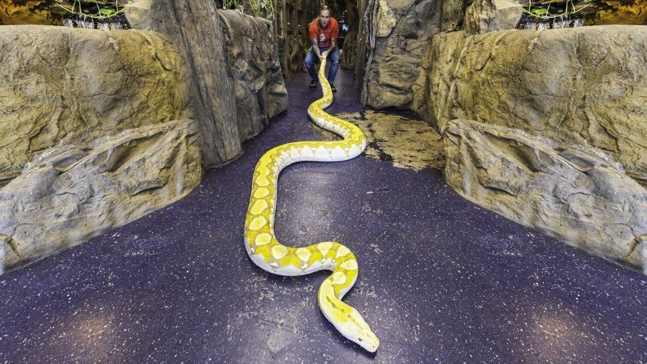 MY GIANT SNAKES!! 100's of FEET OF SNAKES!!! | BRIAN BARCZYK
