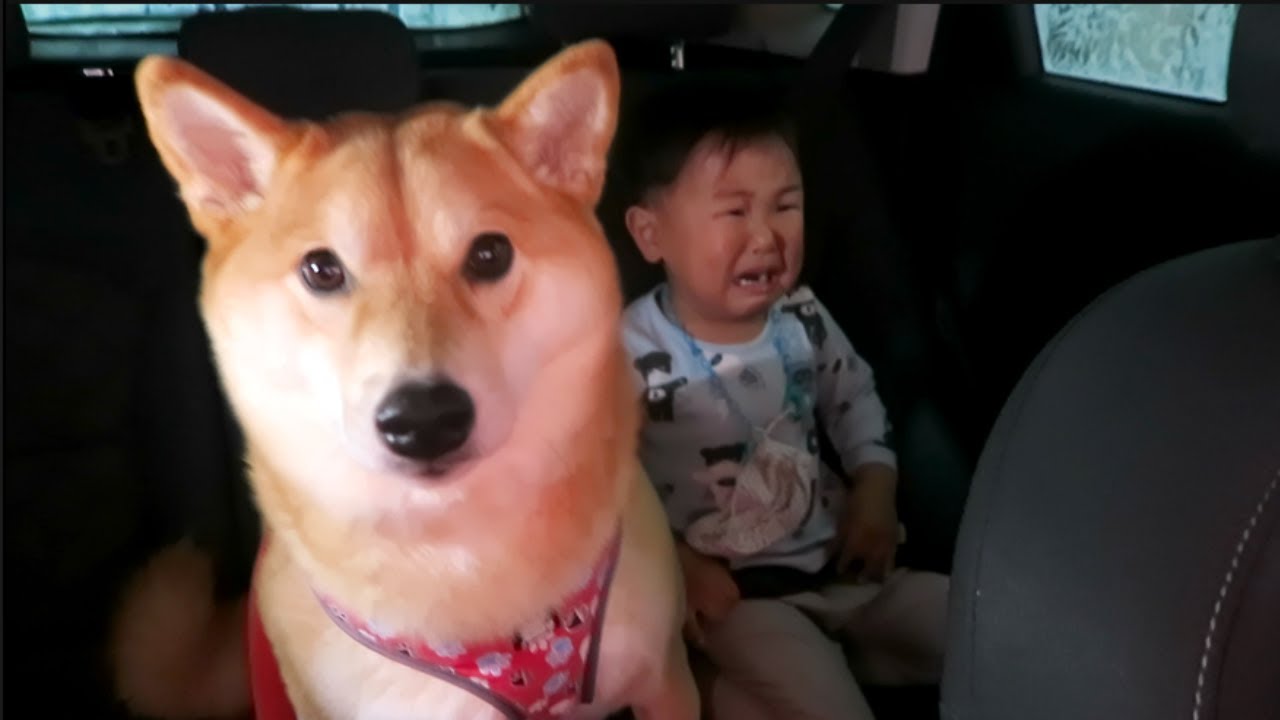 Dog and Baby FREAK OUT at Car Wash