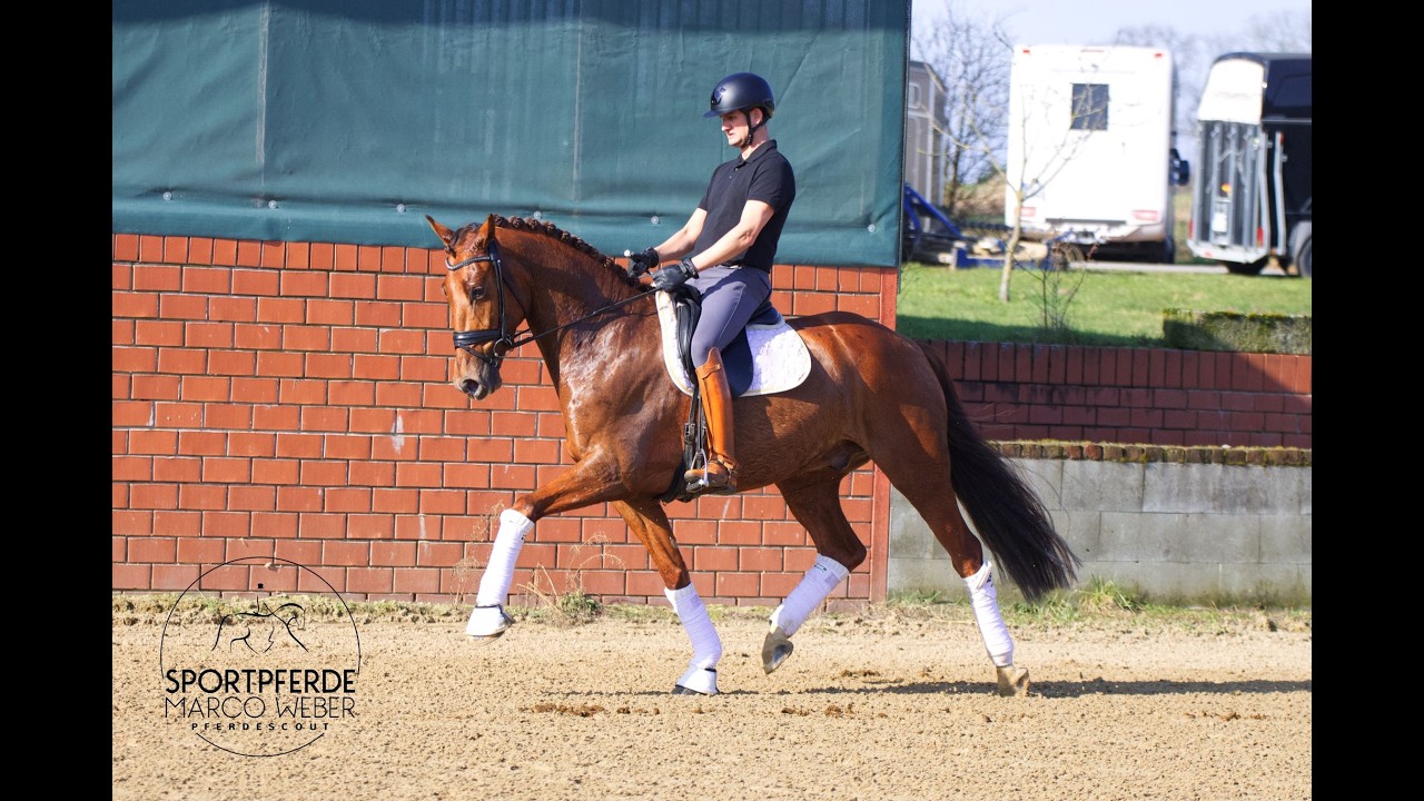 Gelding by Vitalis *2021