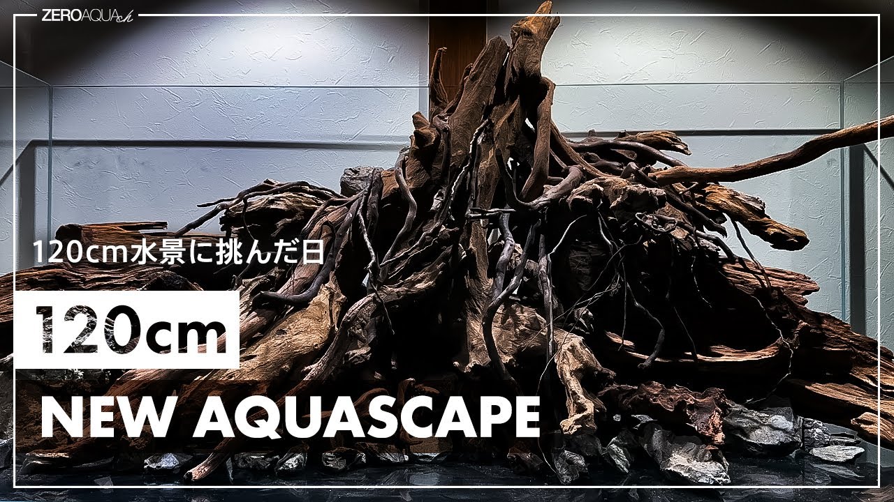 圧倒的な流木の数で120cm水槽レイアウト作り/aquascape/aquarium/120cm tank/vlog/