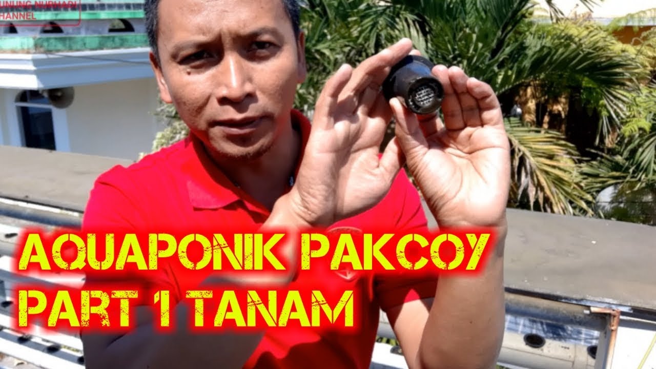 Aquaponics Pakcoy - Part 1 Tanam