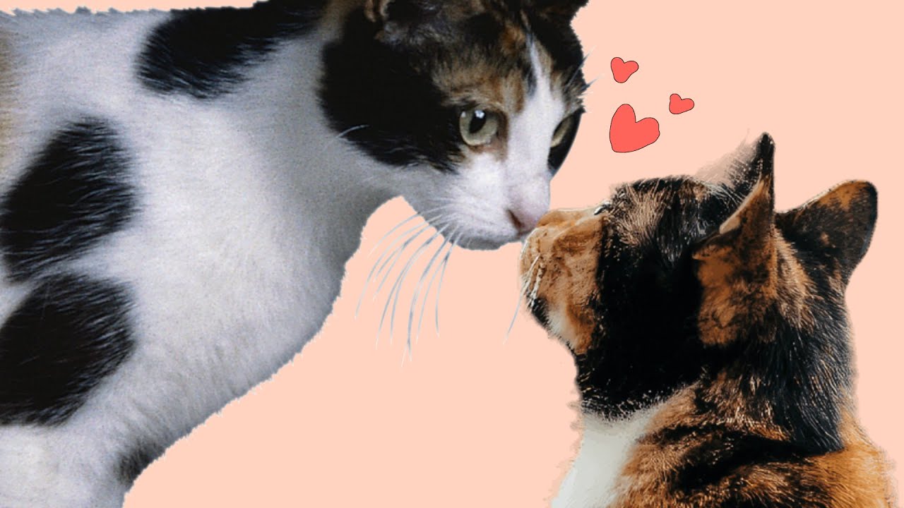 one simple trick to make your fandom actually like you