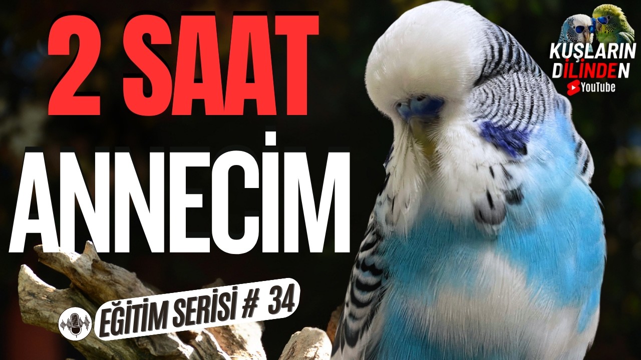 Konuşan Muhabbet Kuşu | Annecim | 2 Saat Muhabbet Kuşu Konuşturma Eğitimi