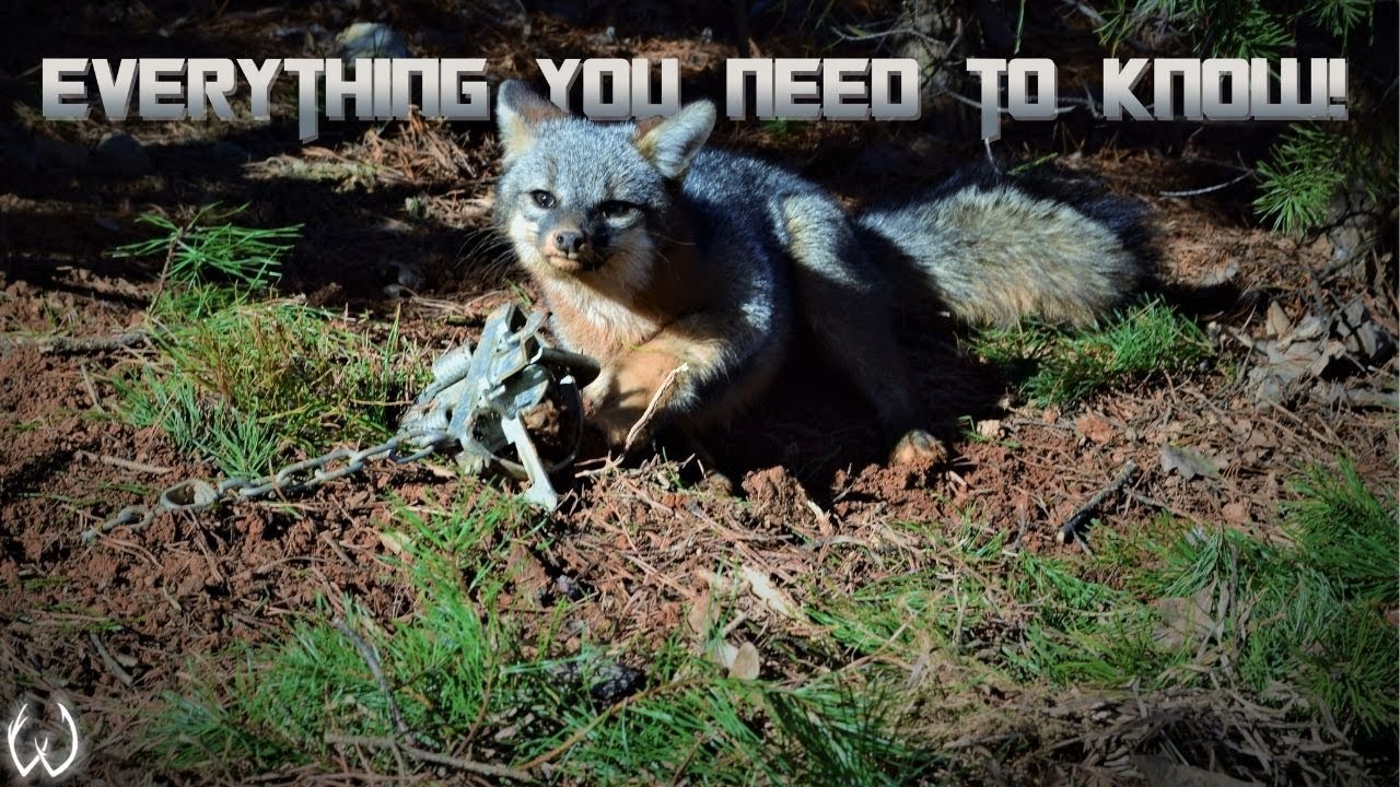 How to set a coil spring Trap! | Fox Trapping 101 | Learning the Wild Life