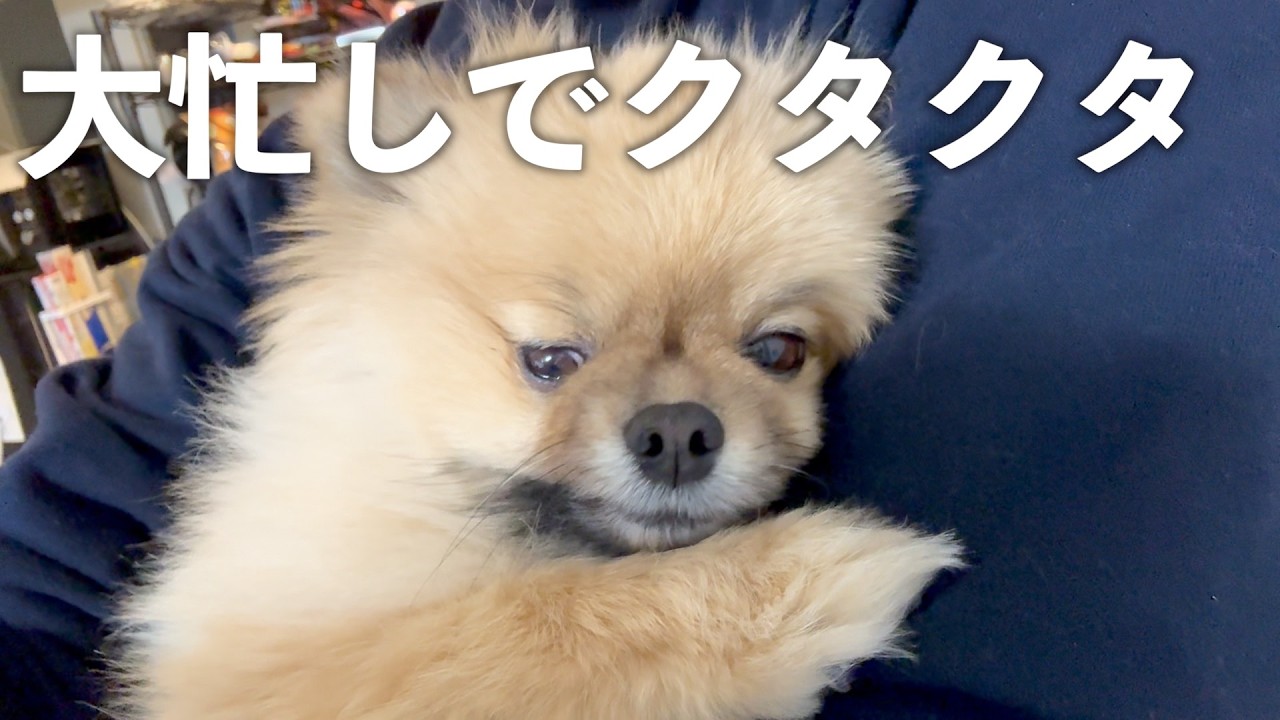 朝から夜まで休む間もなく激しいポメラニアン【962日目】