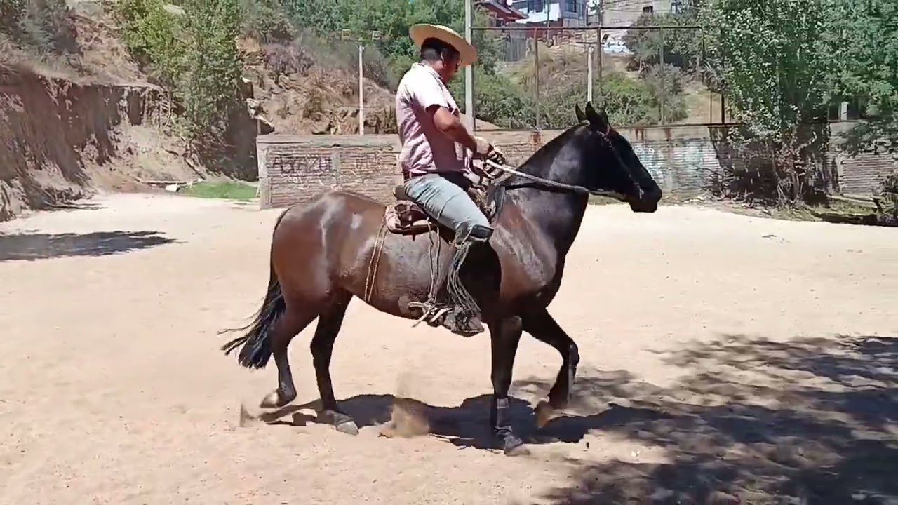 Cullaima Delicia. Trabajo Diario #caballochileno #rodeochileno #campochileno #horse #vaqueros 