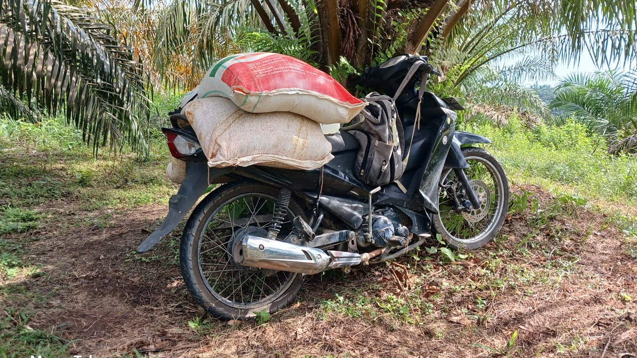 KEJAR TAYANG SEBELUM PUASA #sawit