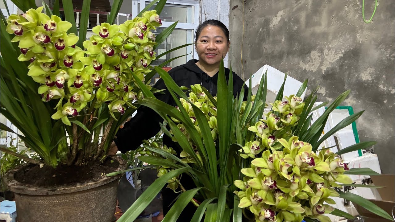 (21/12) EM HUYỀN LAI CH&Acirc;U B&Aacute;N PHONG LAN RỪNG THUẦN 0855402333