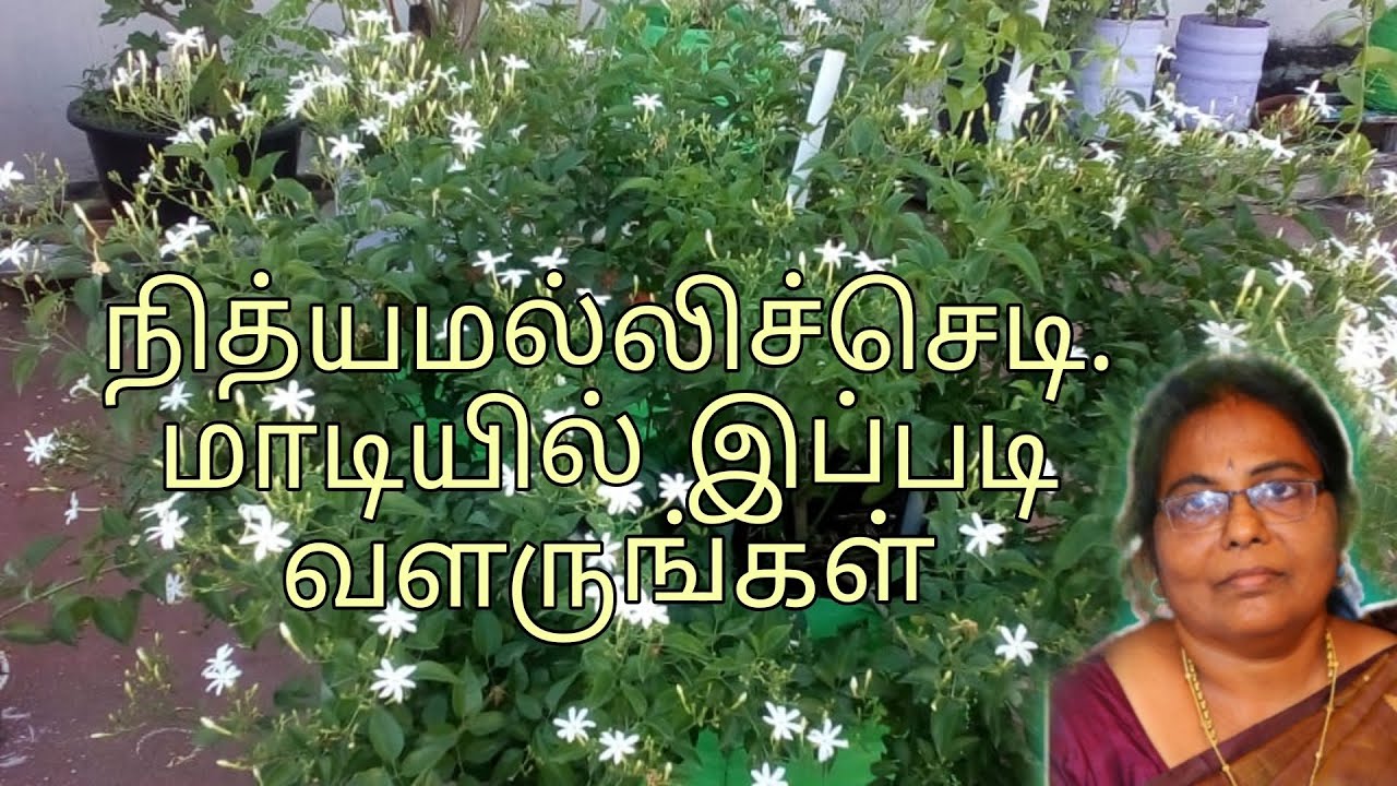 Mullai chedi valarpadhu eppadi tamil | Santhana mullai | Nithiyamalli | மாடியில் இப்படி வளருங்கள்
